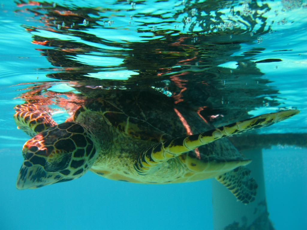 Feridhoo Inn Dış mekan fotoğraf